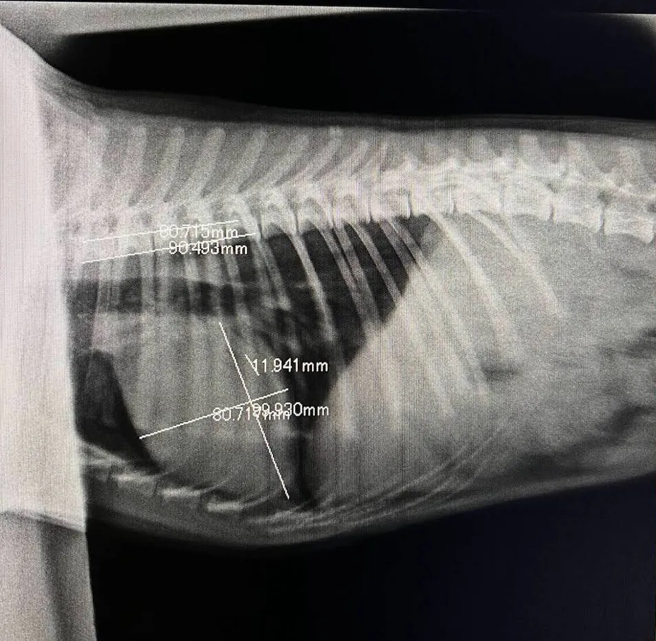 X-ray and digital imaging