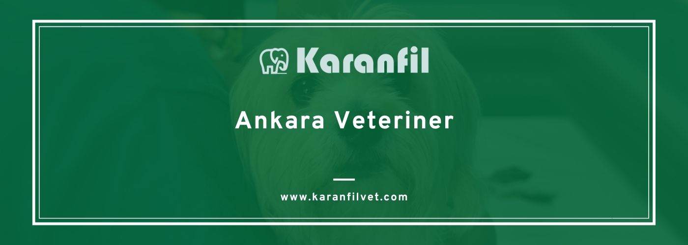 Ankara Veteriner, En İyi Ankara Veteriner Kliniği 2022 Karanfilvet Ankara Veteriner Kliniği Veteriner Hastanesi