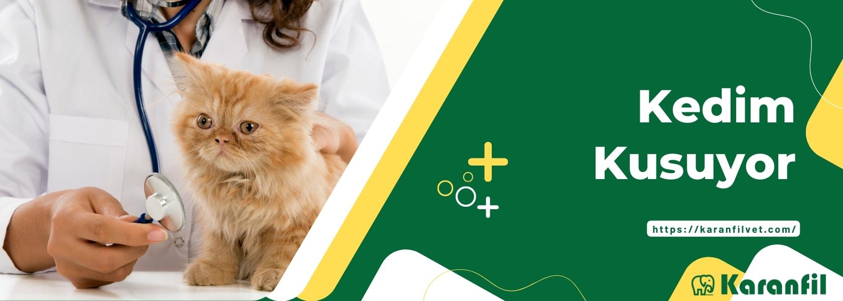 Kedim Kusuyor - Kedim Neden Kusuyor - Kedim Hasta 2022
