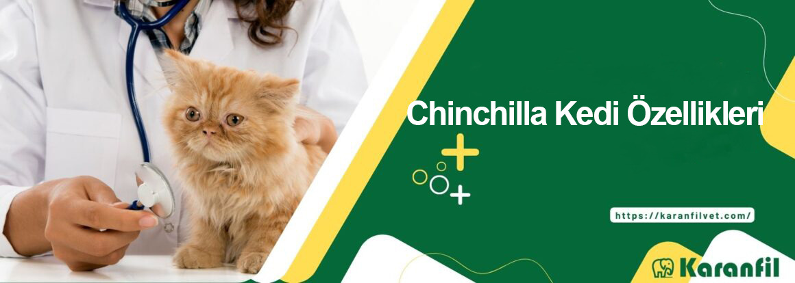 Chinchilla Kedi Özellikleri ve Bakımı