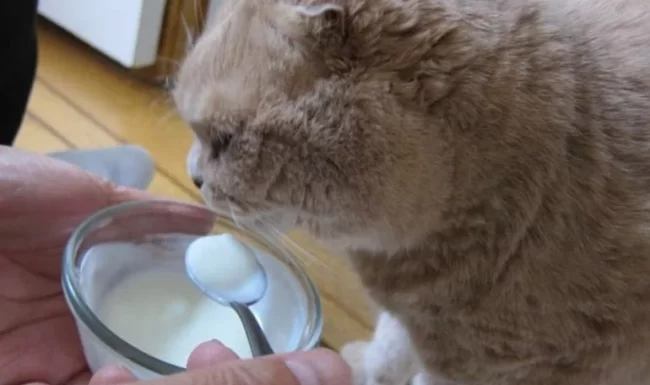 Kedi Yoğurt Yiyebilir mi