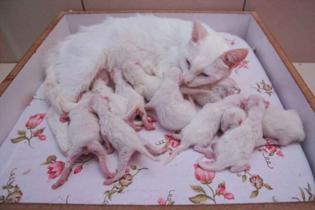 Kediler Doğum Yaptıktan Sonra Ne Yapar