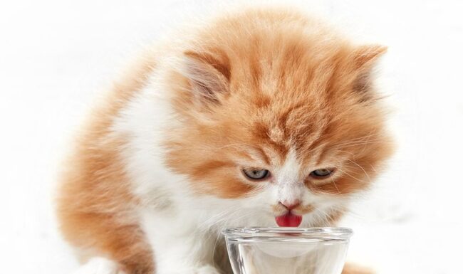 Kedilere Karbonatlı Su Verilir mi